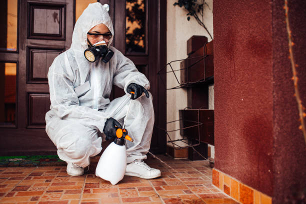 Reliable Wasp Removal contractor in Old Jefferson, LA by Show Me Pest Control